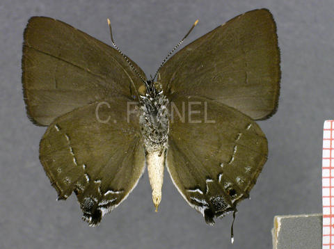 Siderus guapila (mâle, verso)