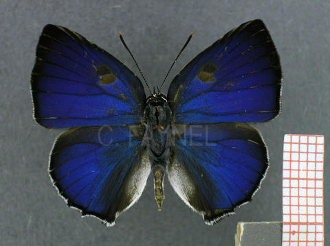 Siderus leucophaeus (mâle, recto)