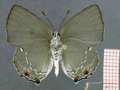 Siderus leucophaeus (mâle, verso)
