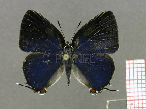 Siderus nouraguensis (mâle, recto)