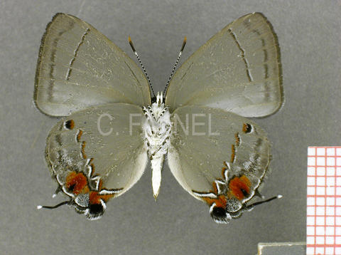 Siderus nouraguensis (mâle, verso)