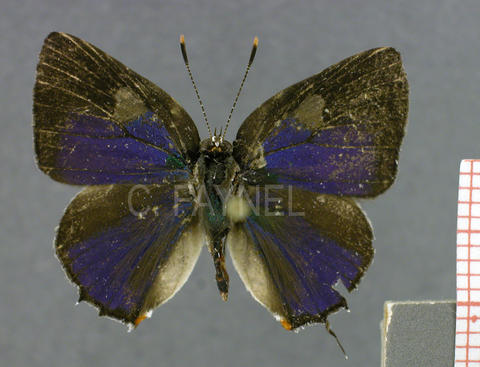 Siderus philinna (mâle, recto)
