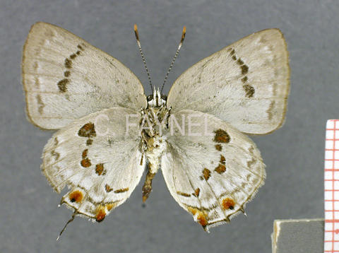 Siderus philinna (mâle, verso)