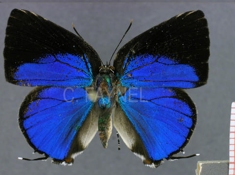 Strephonota adela (mâle, recto)