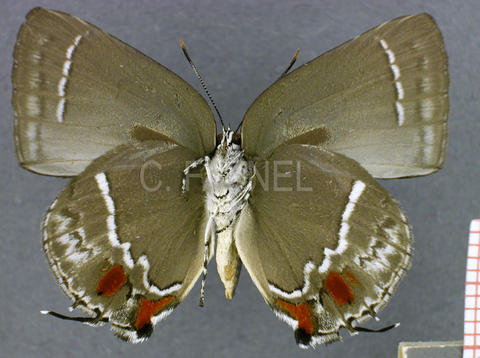 Strephonota adela (mâle, verso)