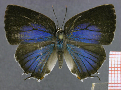Strephonota ambrax (femelle, recto)