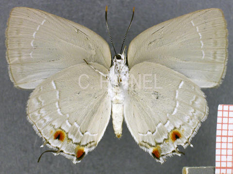 Strephonota ambrax (femelle, verso)