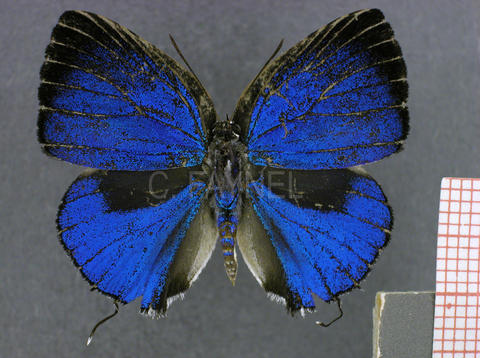 Strephonota carteia (mâle, recto)