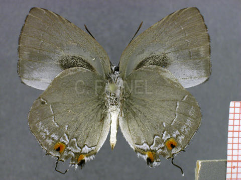 Strephonota carteia (mâle, verso)