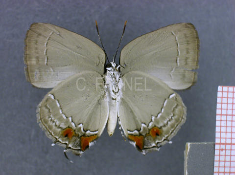 Strephonota cyllarissus (femelle, verso)