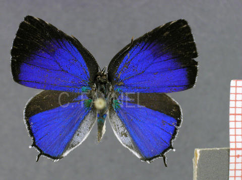 Strephonota sphinx (mâle, recto)