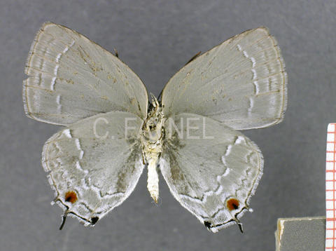 Strephonota sphinx (mâle, verso)