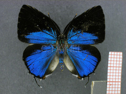 Strephonota falsistrephon (mâle, recto)