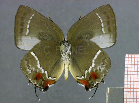 Strephonota falsistrephon (mâle, verso)