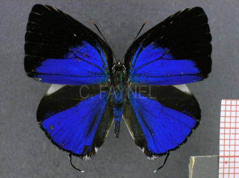 Strephonota palanbala (mâle, recto)