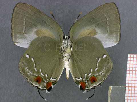 Strephonota palanbala (mâle, verso)