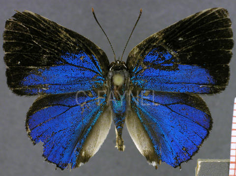Strephonota parvipuncta (mâle, recto)