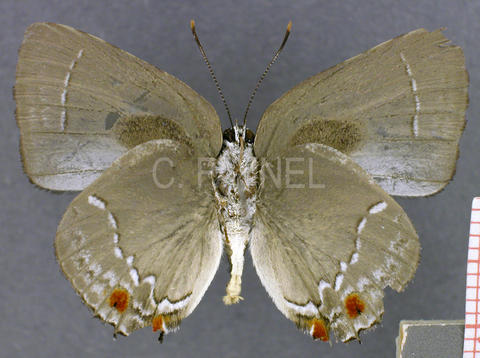 Strephonota parvipuncta (mâle, verso)