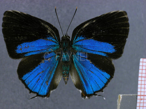 Strephonota porphyritis (mâle, recto)
