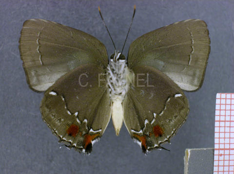 Strephonota porphyritis (mâle, verso)
