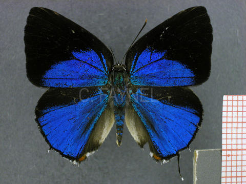 Strephonota strephon (mâle, recto)