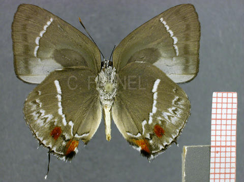Strephonota strephon (mâle, verso)