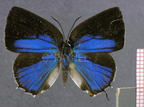 Strephonota syedra (femelle, recto)