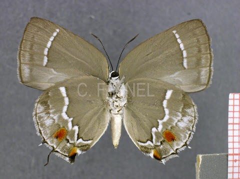 Strephonota syedra (femelle, verso)