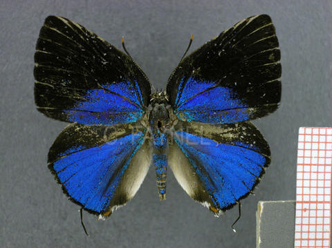 Strephonota tyriam (mâle, recto)
