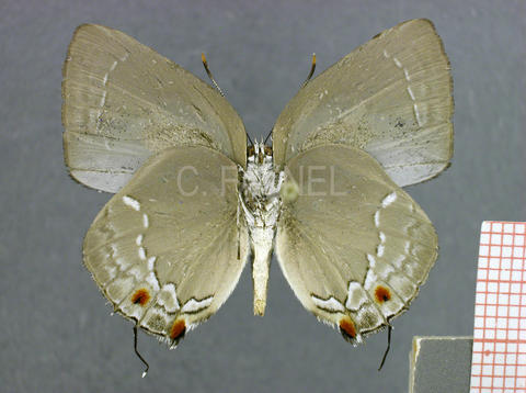 Strephonota tyriam (mâle, verso)