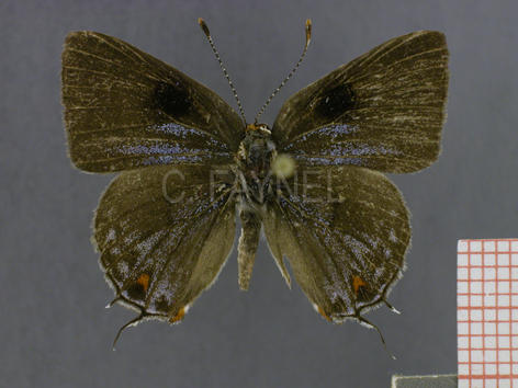 Strymon megarus (male, recto)