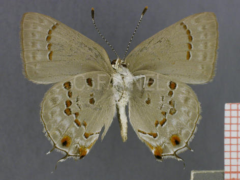 Strymon megarus (male, verso)