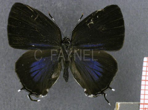 Symbiopsis aprica (femelle, recto)
