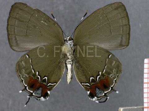 Symbiopsis aprica (femelle, verso)