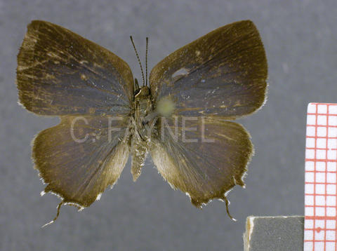 Symbiopsis nivepunctata (femelle, recto)