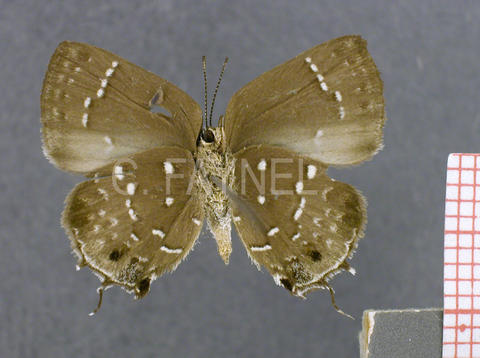 Symbiopsis nivepunctata (femelle, verso)