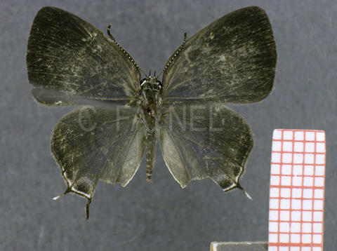 Terenthina terentia (femelle, recto)