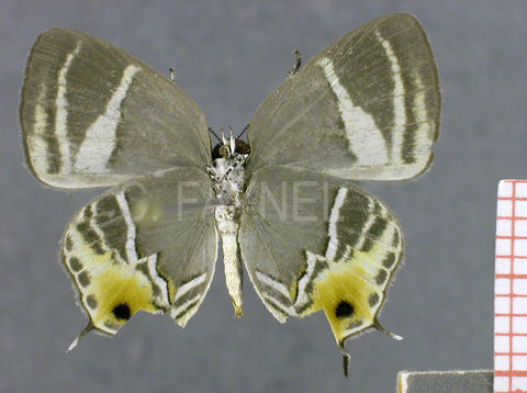 Terenthina terentia (femelle, verso)