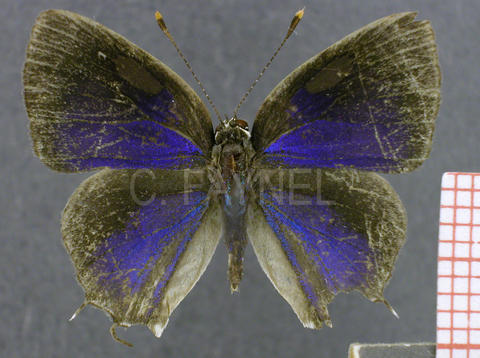 Terenthina terentia (mâle, recto)