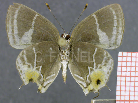 Terenthina terentia (mâle, verso)