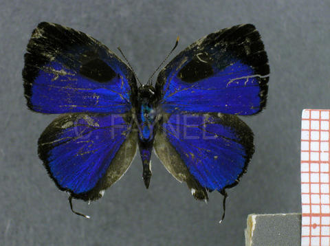 Theclopsis gargara (mâle, recto)