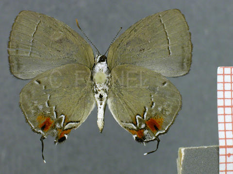 Theclopsis gargara (mâle, verso)