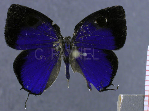 Theclopsis lydus (mâle, recto)