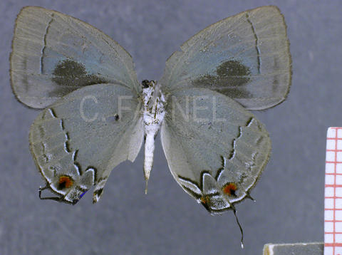 Theclopsis lydus (mâle, verso)