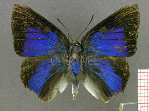 Thepytus thyrea (mâle, recto)