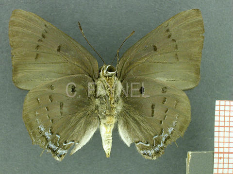 Thepytus thyrea (mâle, verso)