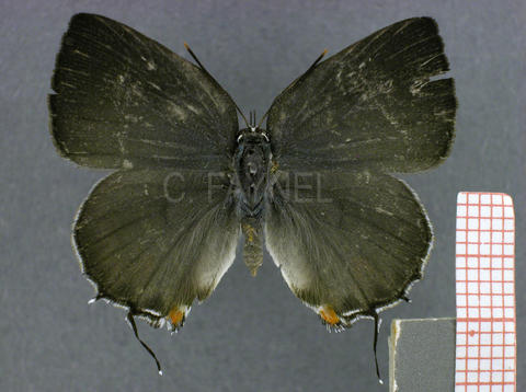 Thereus enenia (femelle, recto)