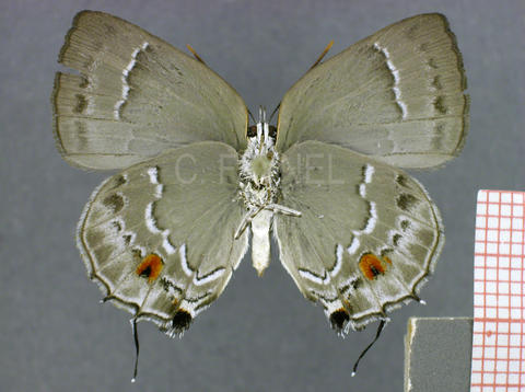 Thereus enenia (femelle, verso)