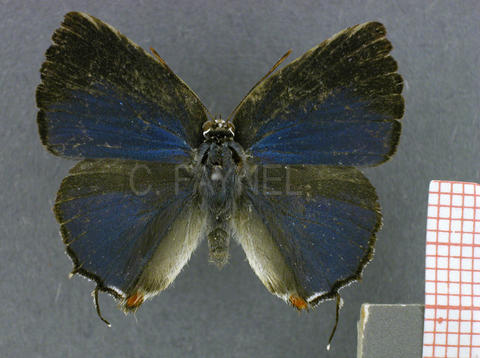 Thereus enenia (mâle, recto)