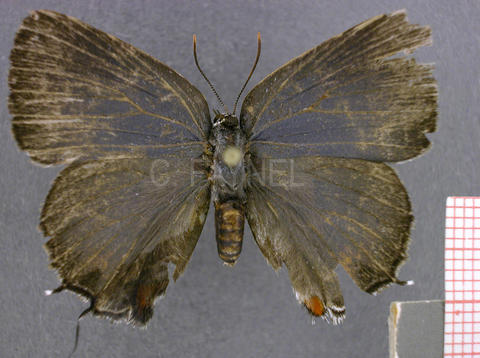 Thereus genena (femelle, recto)
